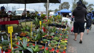 Image: Caboolture Market